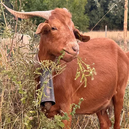 Feriehus Matias Nature - Mountain In Serra Da Estrela, Seia Carragozela