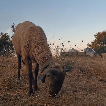 Matias Nature - Mountain In Serra Da Estrela, Seia
