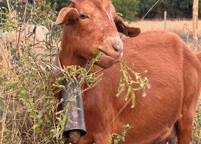 Дом отдыха Matias Nature - Mountain In Serra Da Estrela, Seia Carragozela