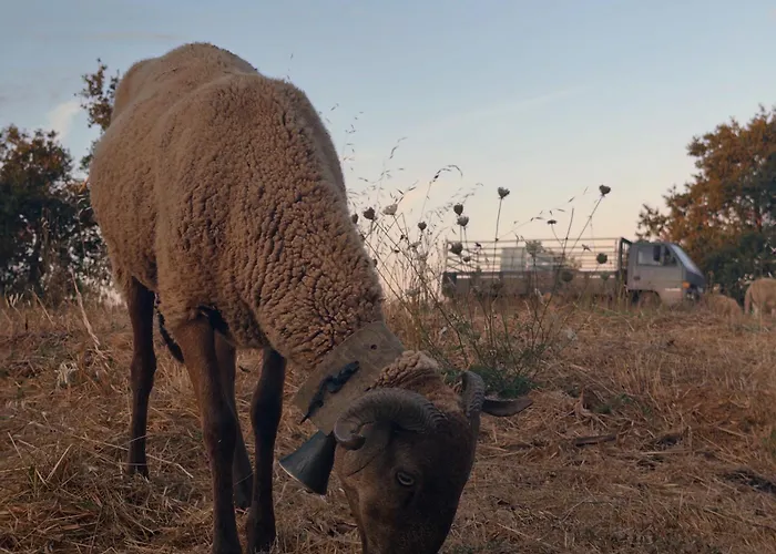 Matias Nature - Mountain In Serra Da Estrela, Seia